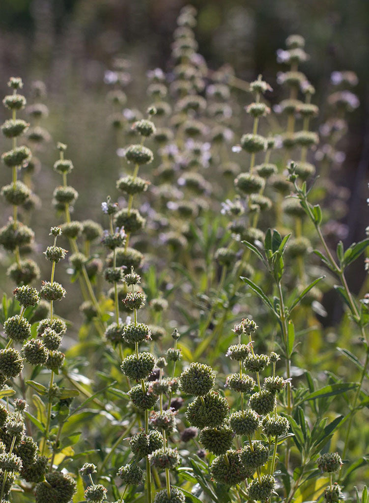 sage plant seeds Salvia mellifera