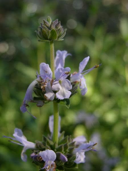 sage plant from seed Salvia mellifera