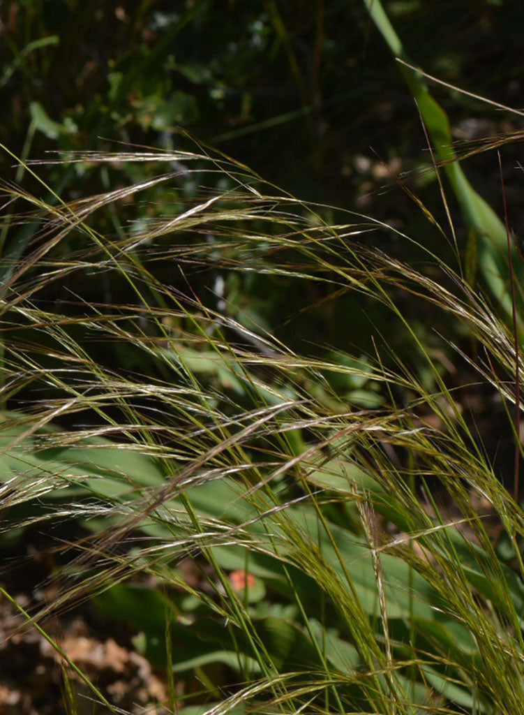 Stipa pulchra - Purple Needlegrass (Seed)