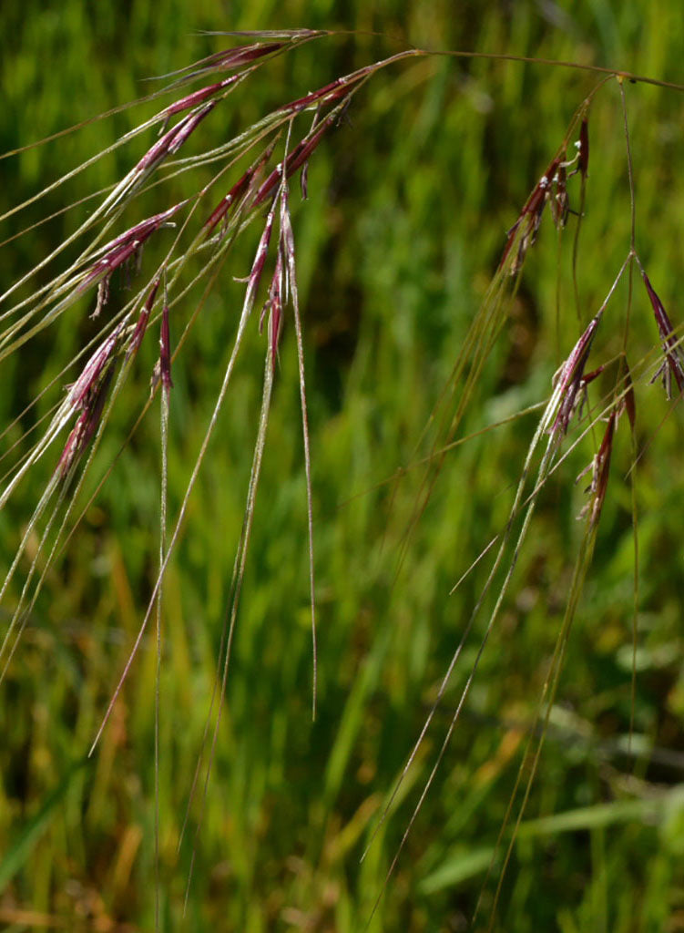 Stipa pulchra - Purple Needlegrass (Seed)